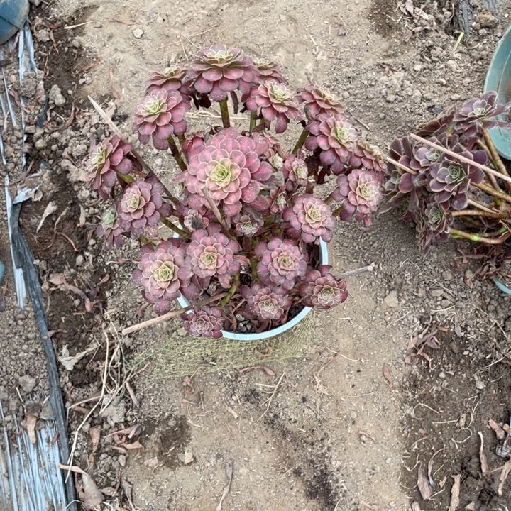 26红铜壶中多肉植物多肉