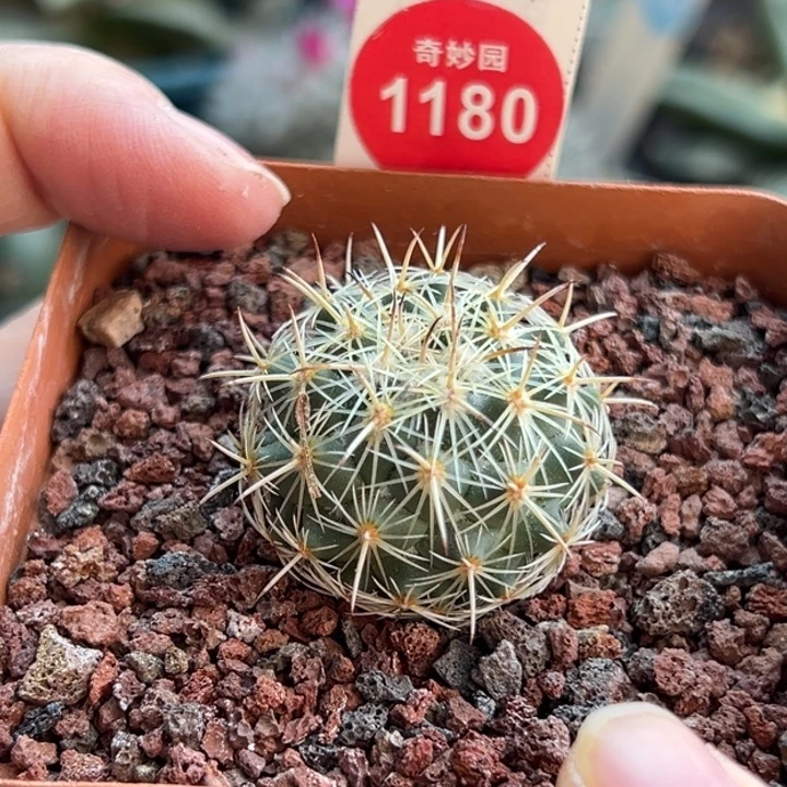 实生带中刺顶花圣雄丸3cm