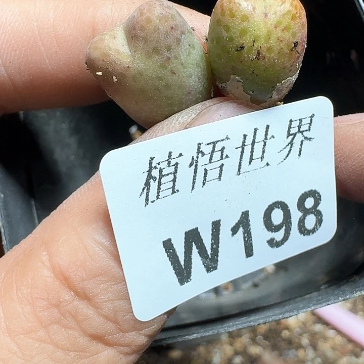 -98号多肉植物哇fc vv