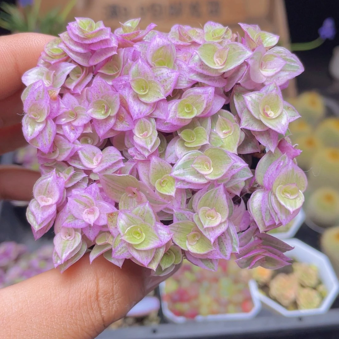 胭脂云多肉9.9包邮发货