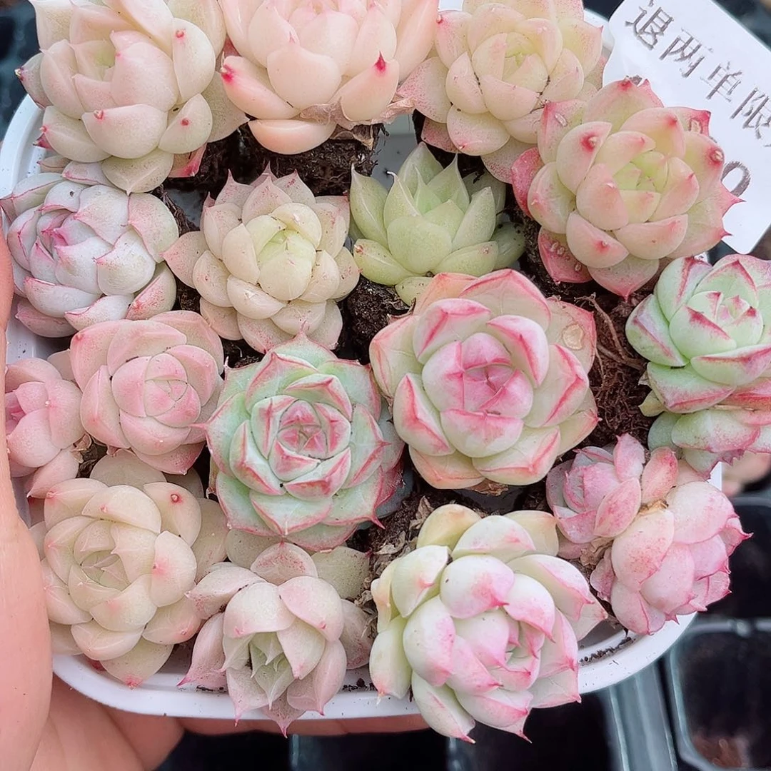 1-290 新疆西藏内蒙不发12.8包邮2-3公分多肉