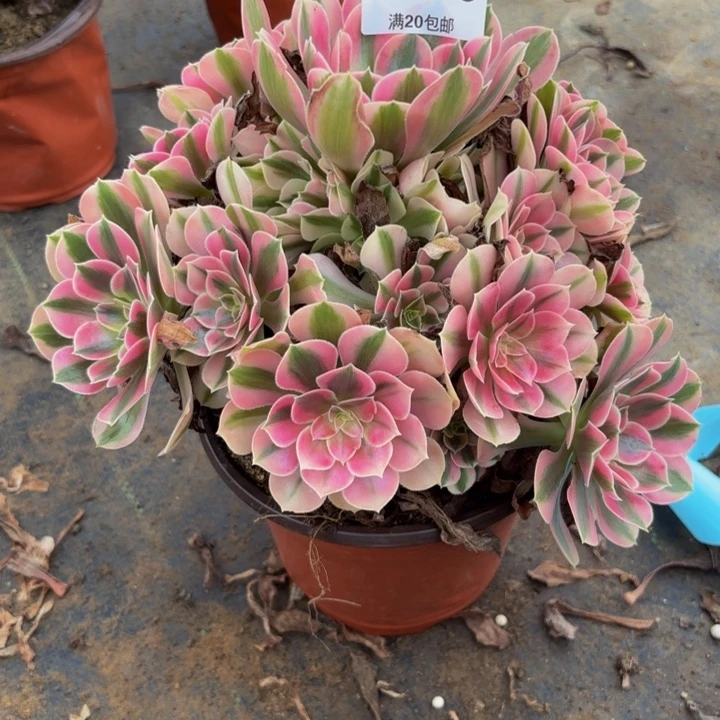 瑞妈多肉园艺406女巫