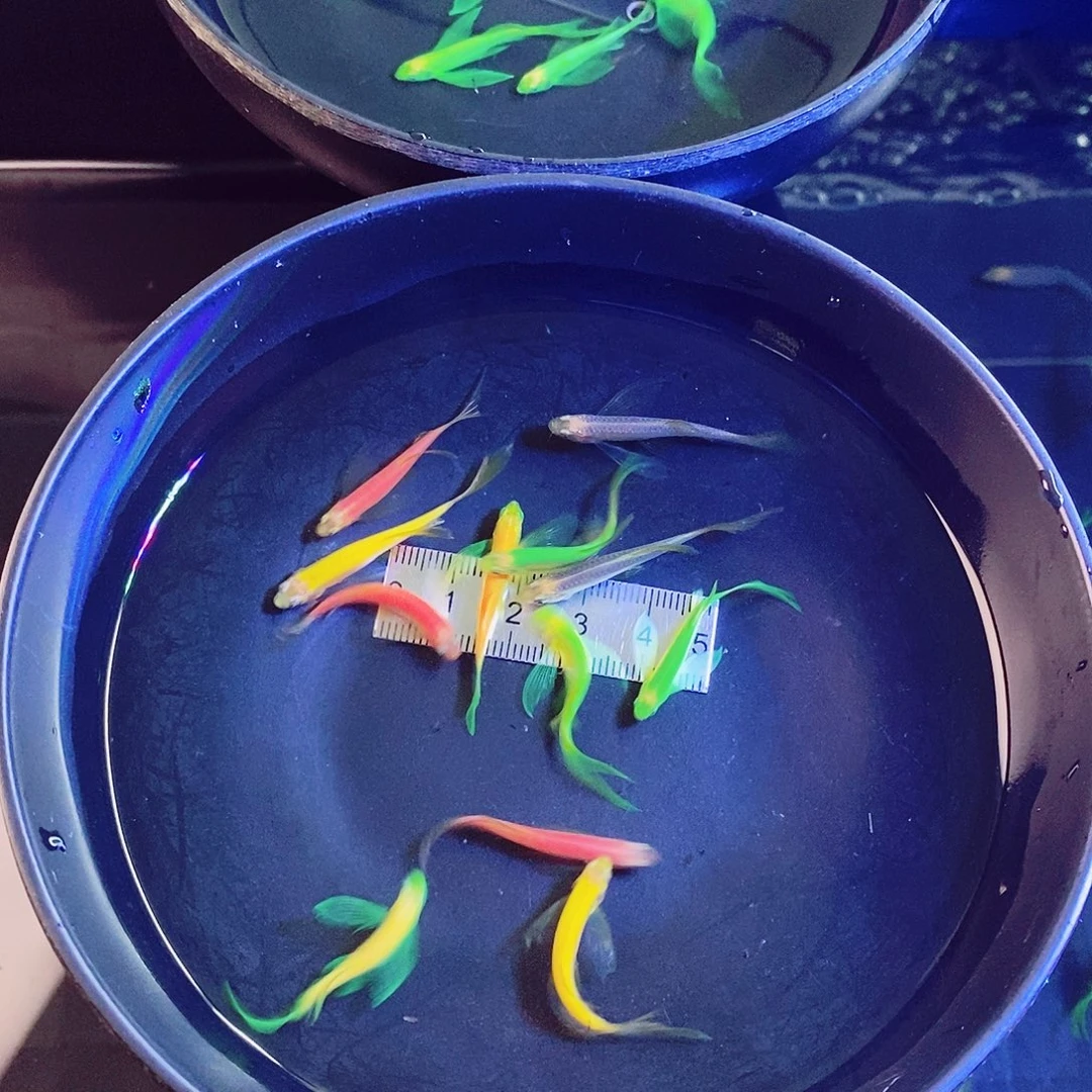 斑马鱼蝶翼龙➕翡翠各5个再备损1个