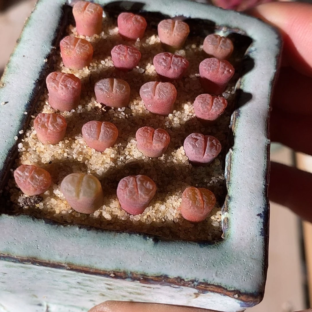 2388。 一组c10风铃。