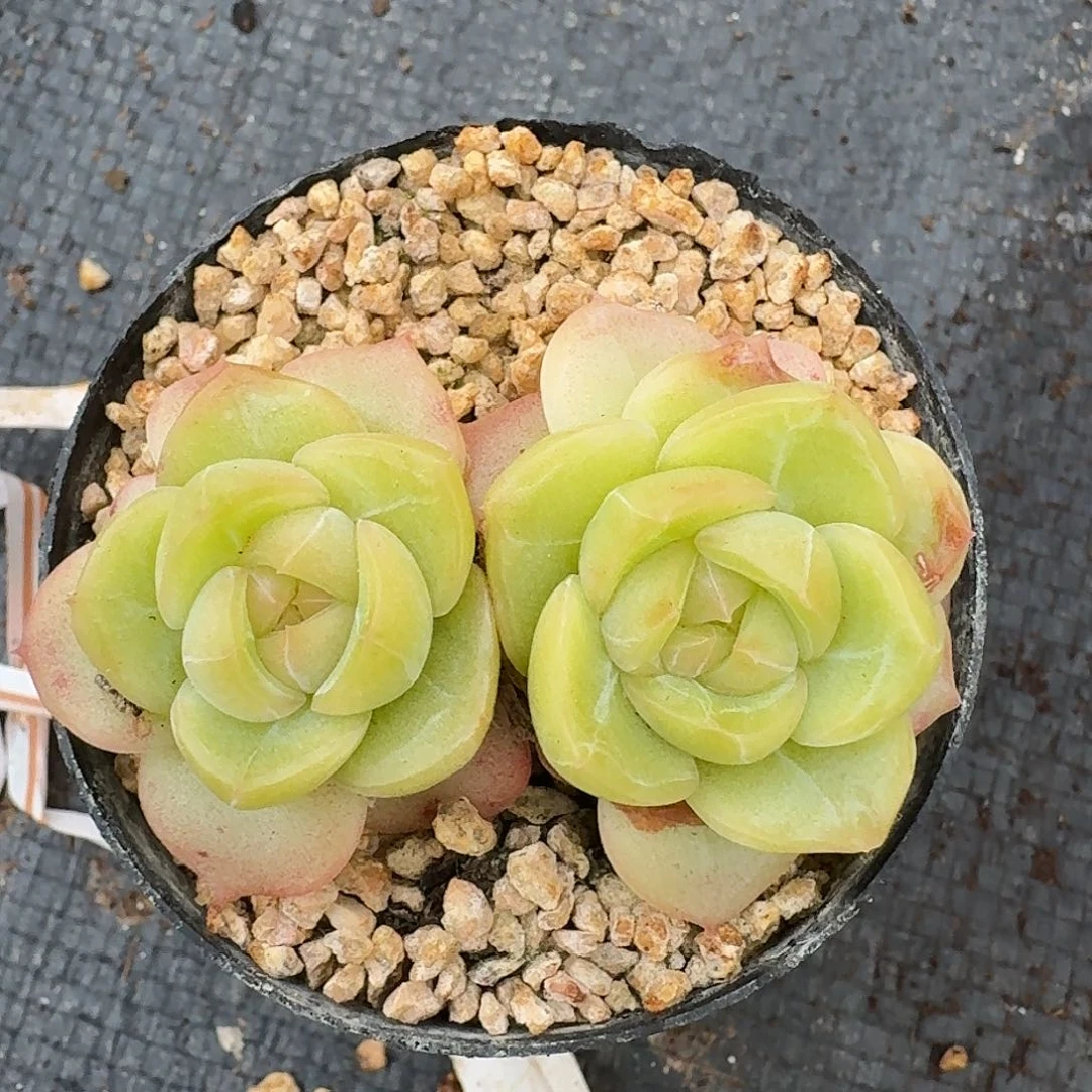 多肉杂交一物一拍6-41