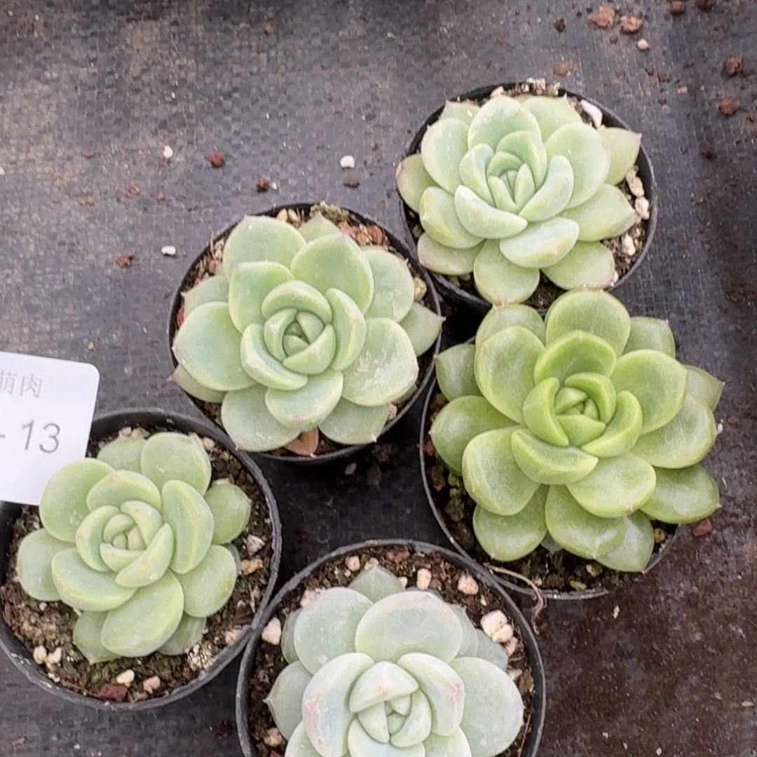 27-41珍妮五颗带盆土量拍发货右五