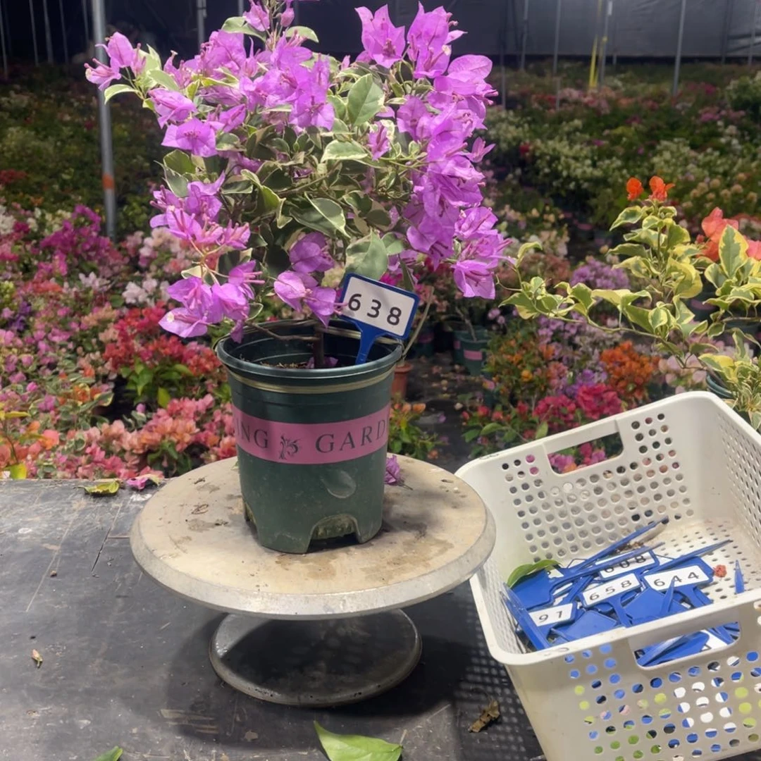 大部分开放少量花苞638银边浅紫