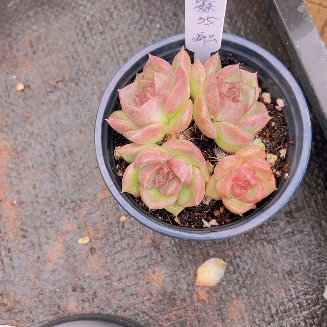 潇*妹新品，多肉植物，