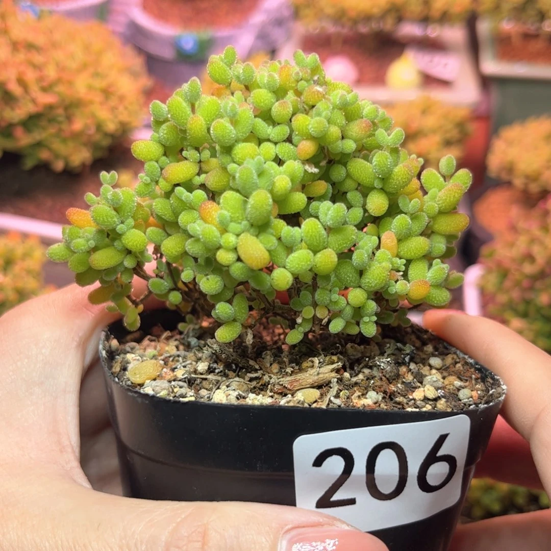 206金橘可爱多肉植物