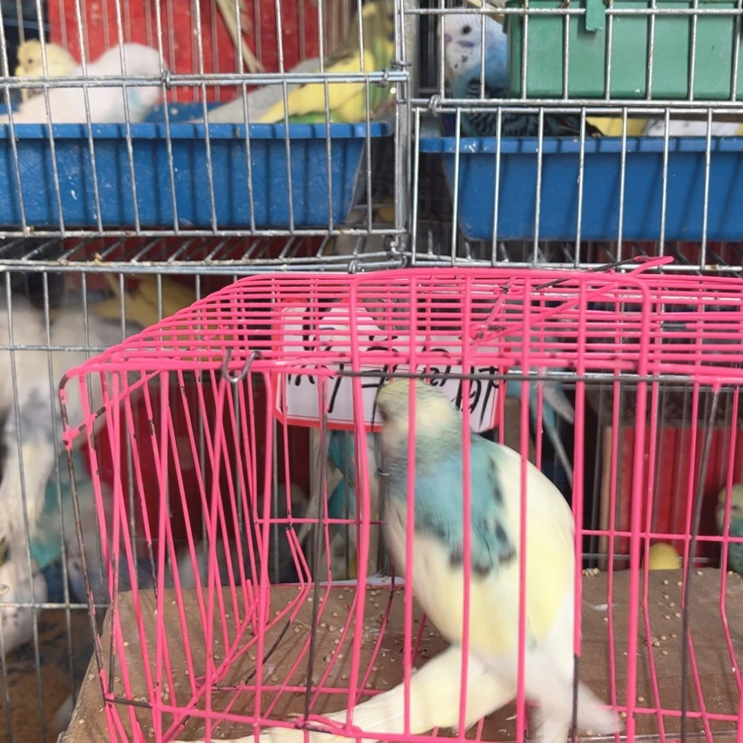 虎皮鹦鹉我的小姐姐们
