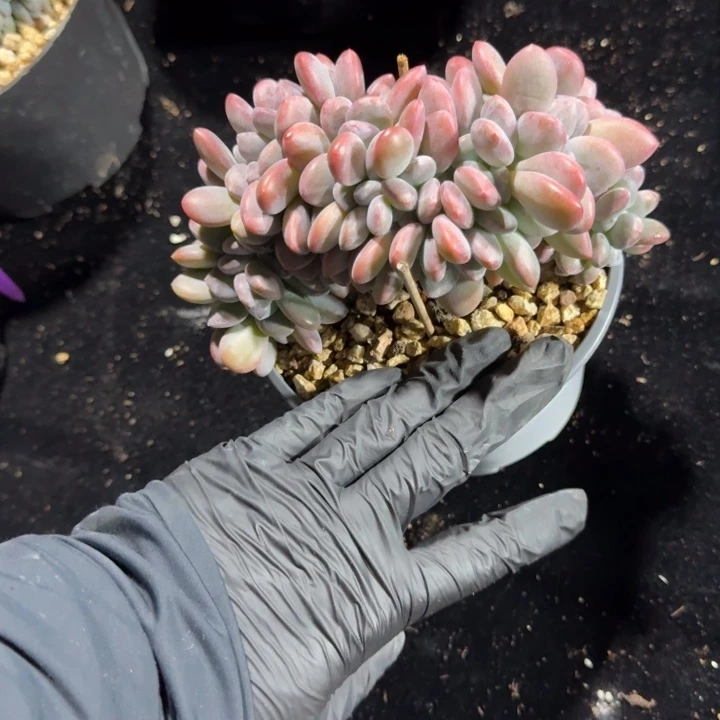 红***813厘米左右一物一拍的