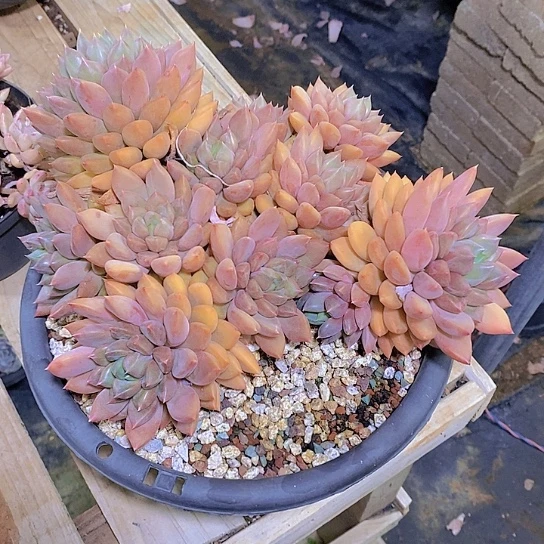 蔷**院红象牙多肉植物群