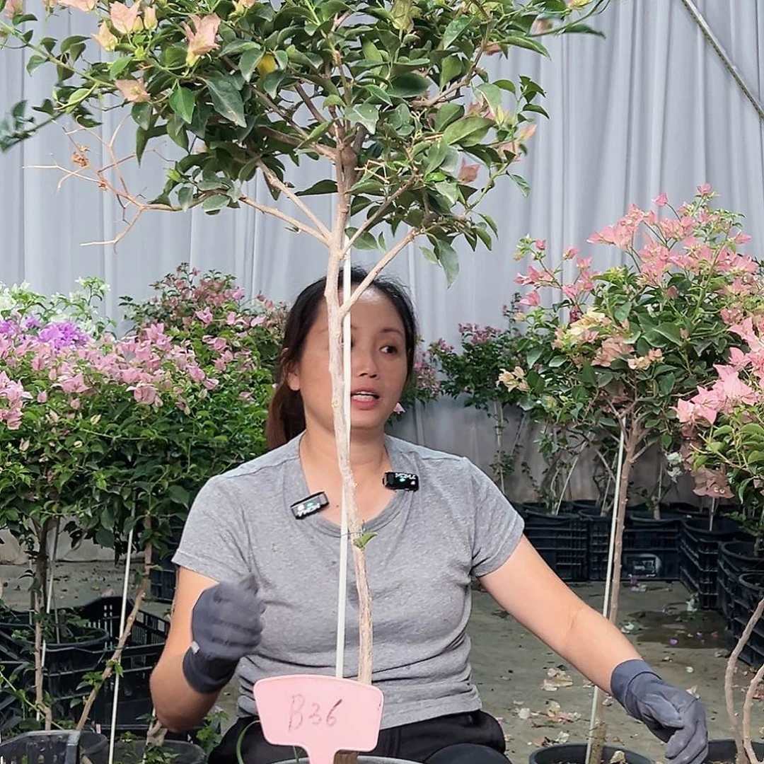 友***当前无花栽培后可以开花B36卡亚塔
