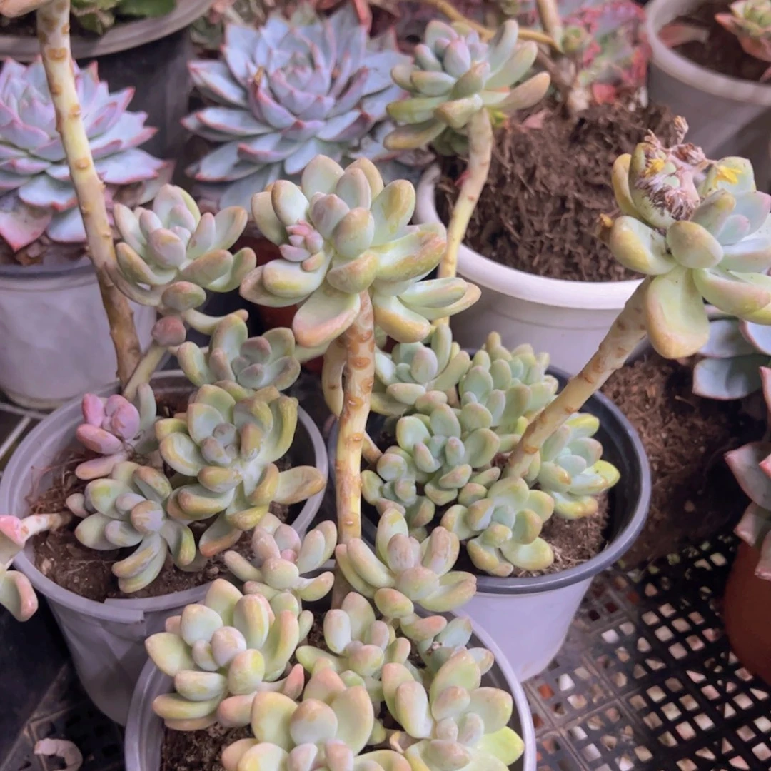 棒棒糖整装整群三盆