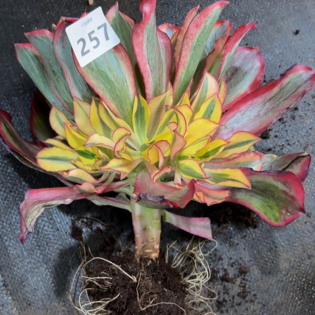 飞**朵257多肉植物魅影