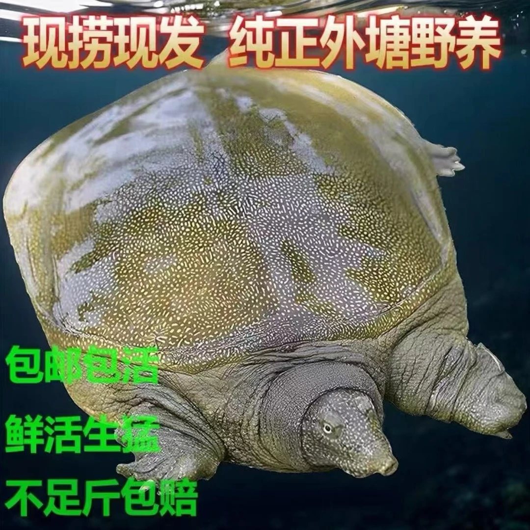 正宗生态鲜活甲鱼5只5-6斤 顺丰鲜活到家L