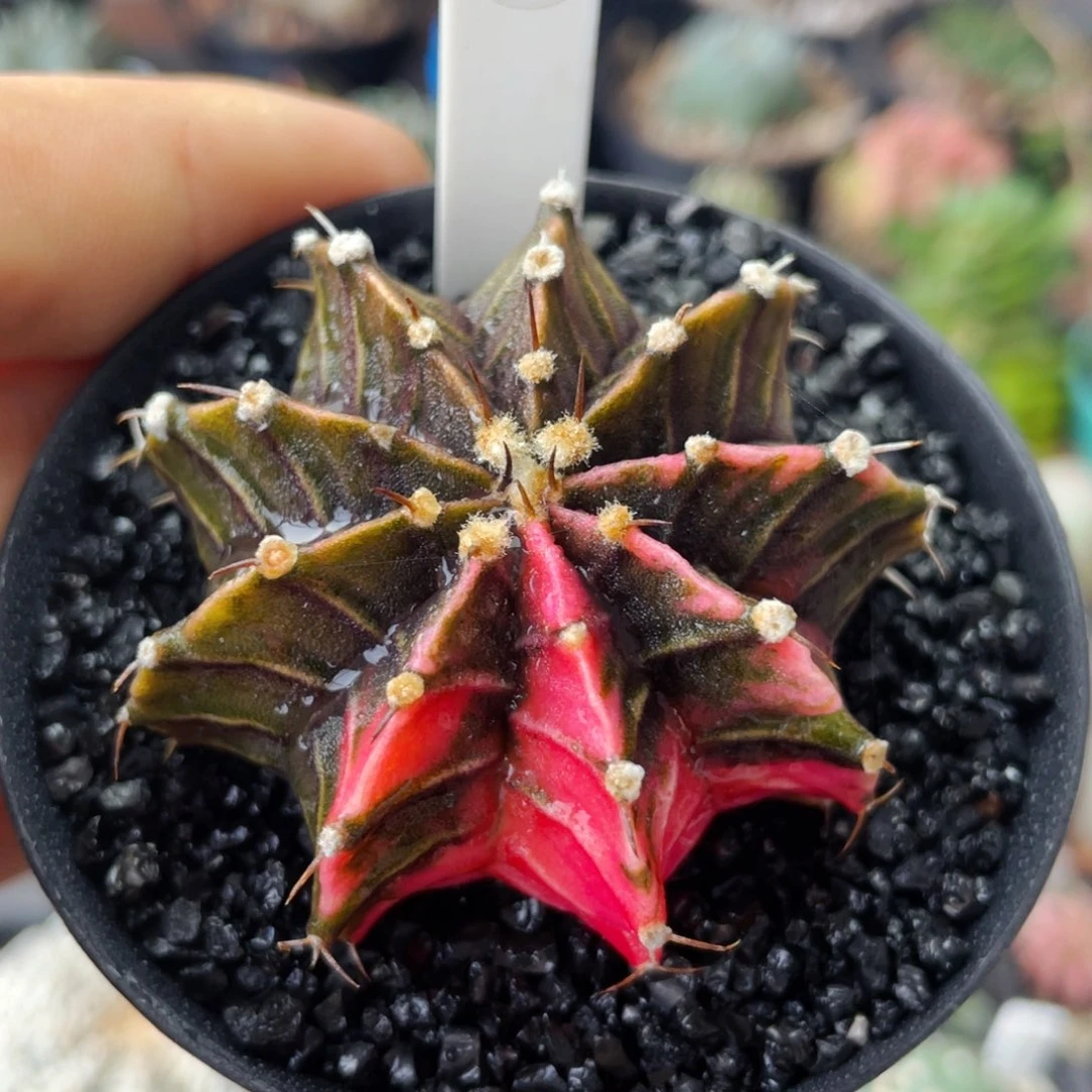 仙人球满28包邮盆口径5公分肋骨锦