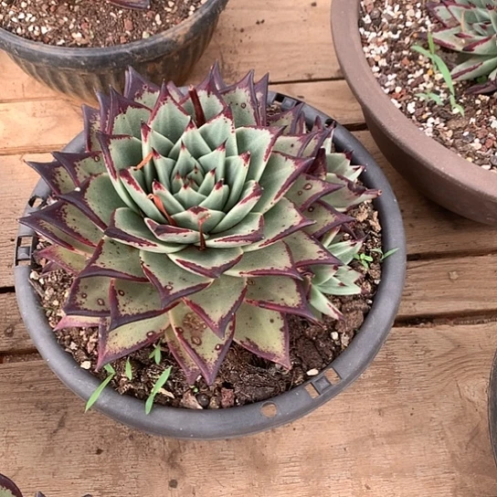 九**徒美肉特价活动开始啦