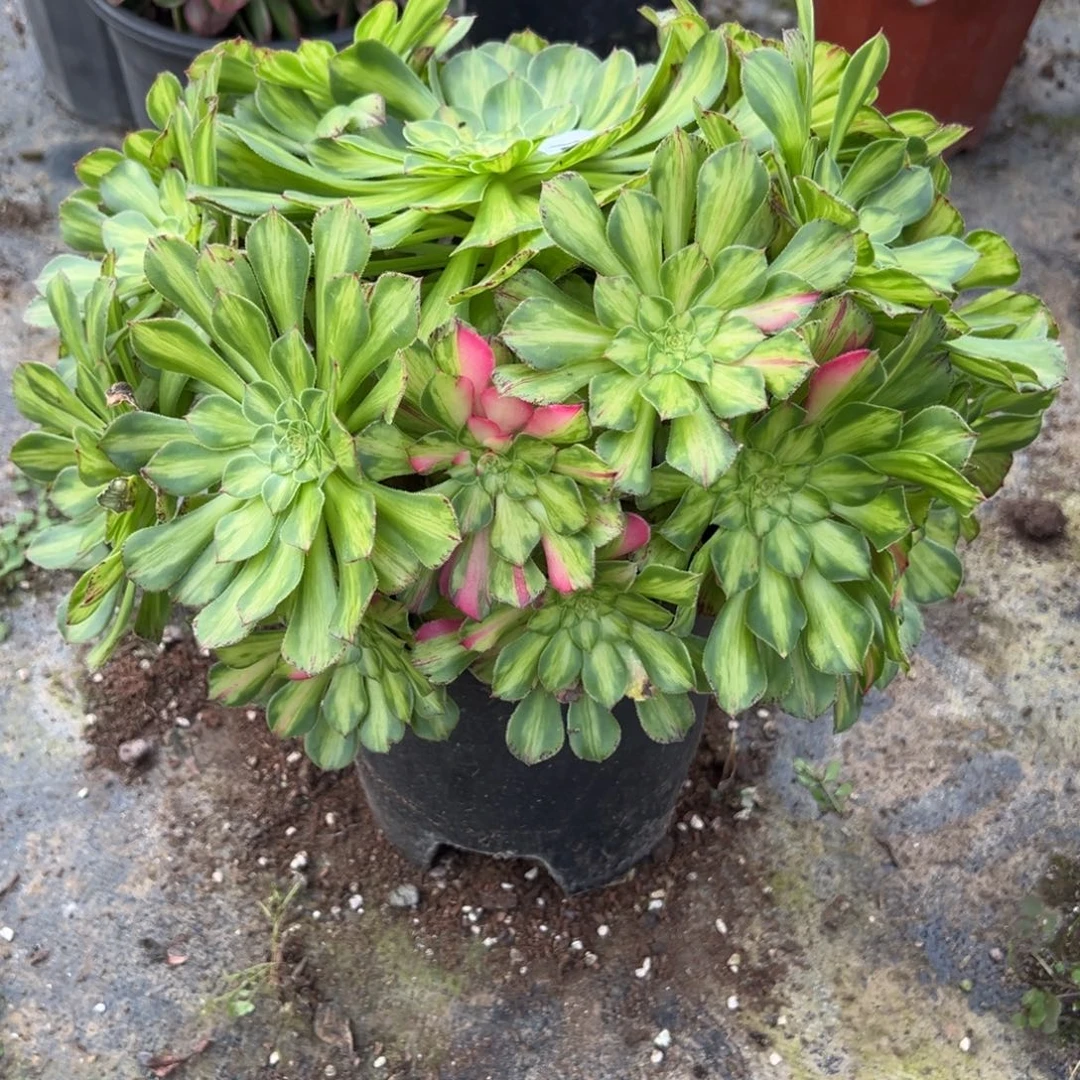 163知否多肉多肉多肉多肉