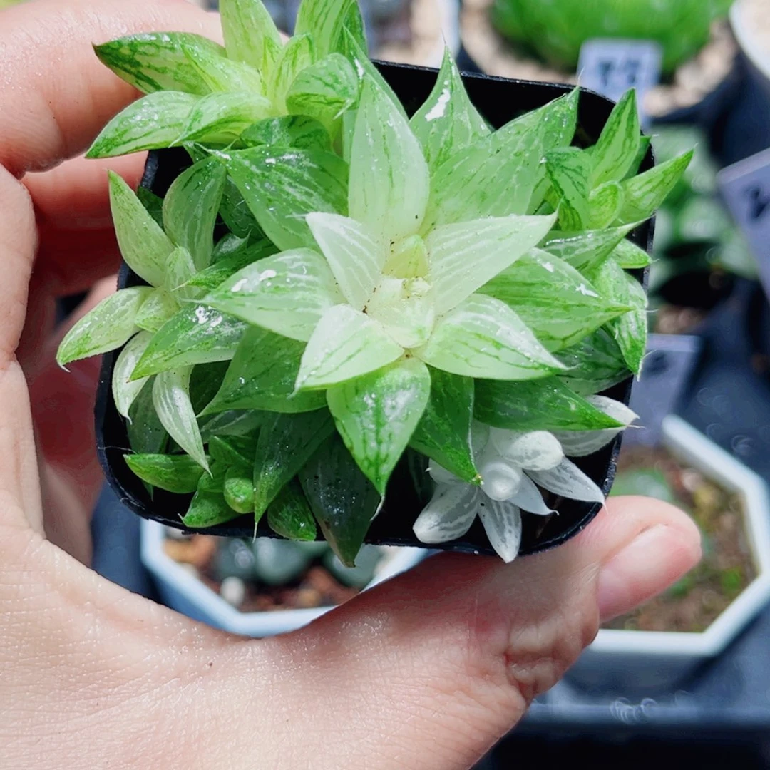 白砂糖锦多肉植物6666