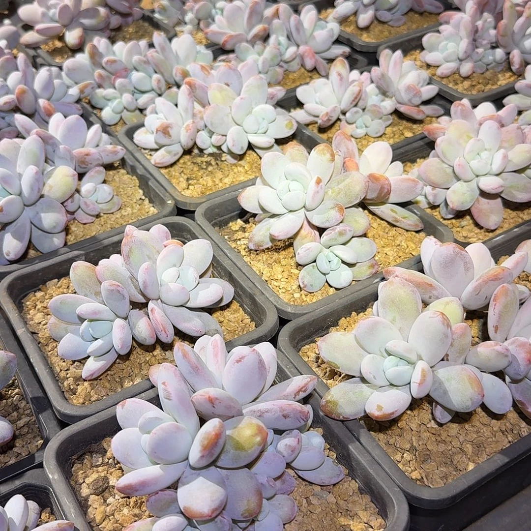 雪美人整无砍老桩群生