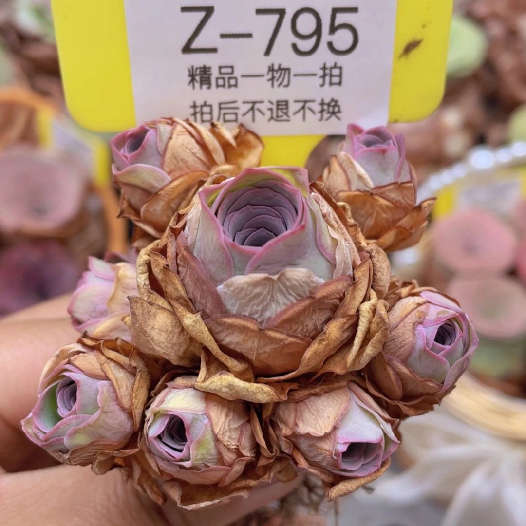 山地玫瑰Z795断枝不包损不售后