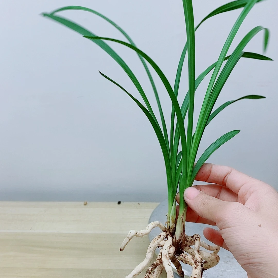 当前无花栽培后可以开花天
