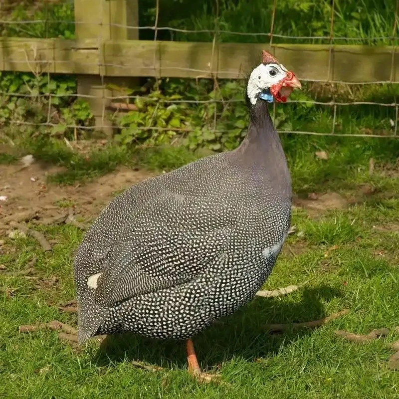 宠物鸡 珍珠土鸡做好疫苗包活到家顺丰包邮