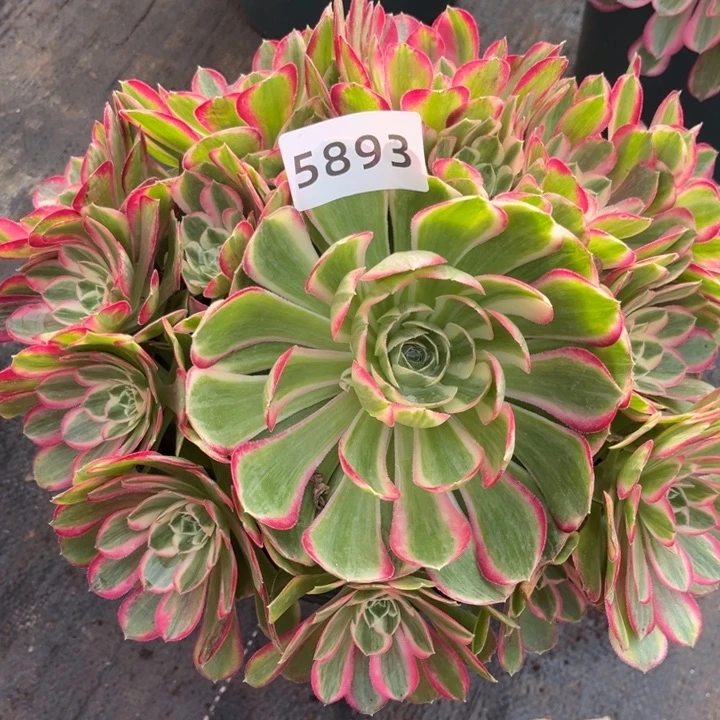新品大孔雀翎多肉