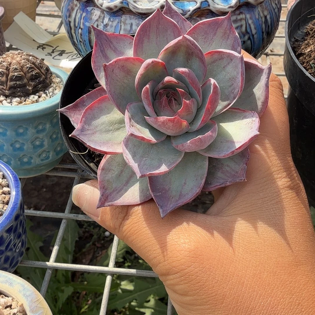 惊鸿仙子多肉植物精品
