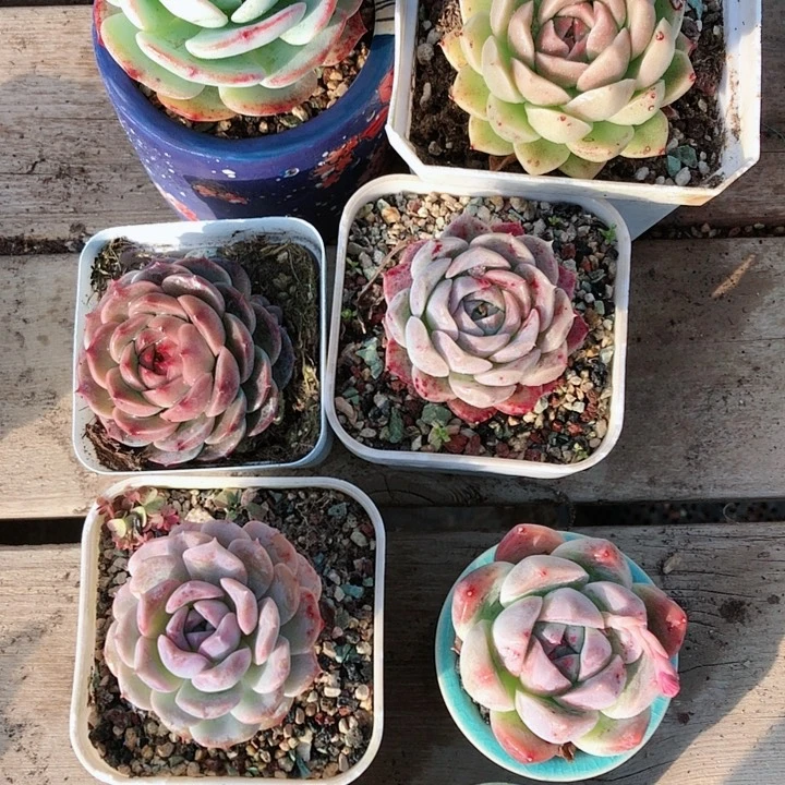 【闪购商品】没****豹粉红豹