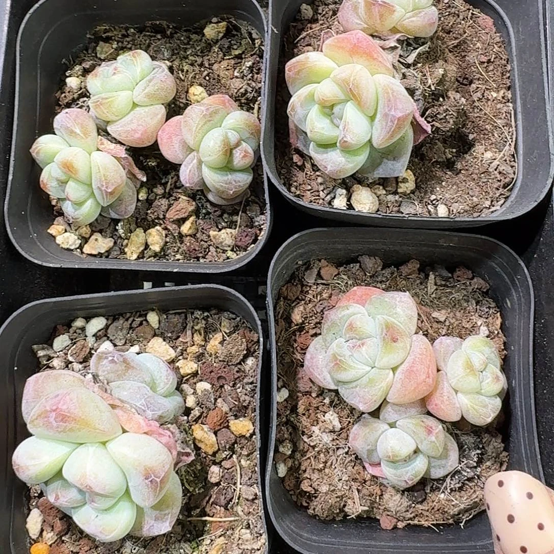 109 号到手4颗一物一拍