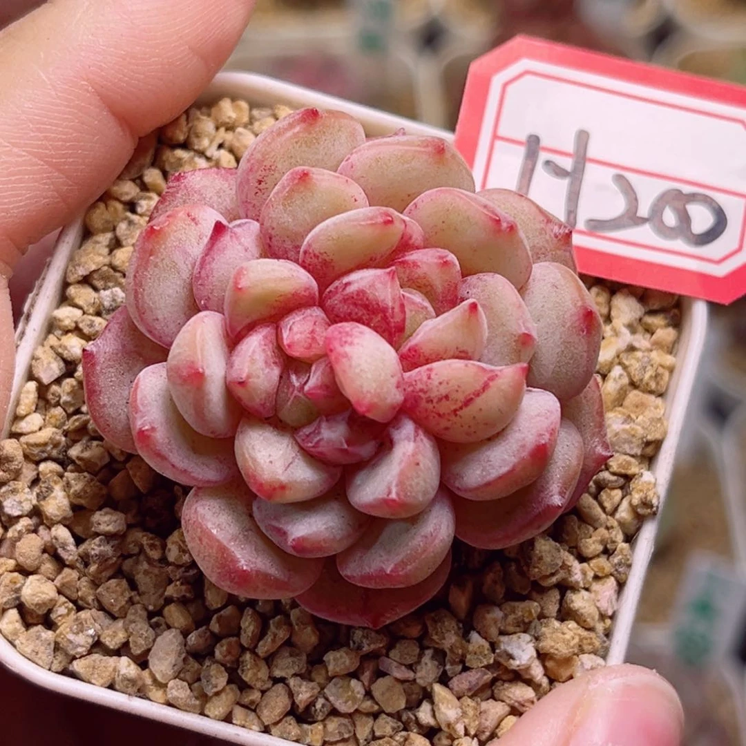 H200一物一拍 小鹿斑比