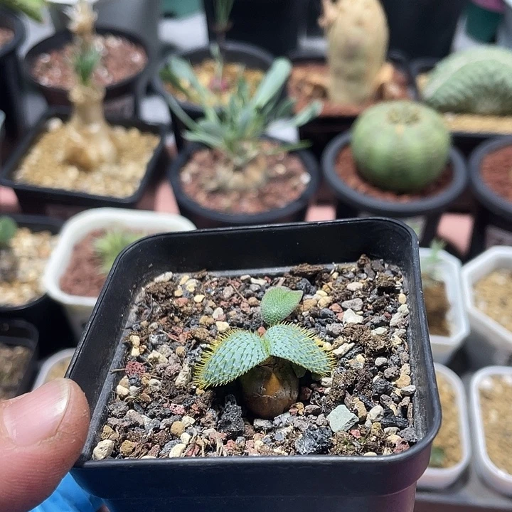 653大型刺叶灯台百合