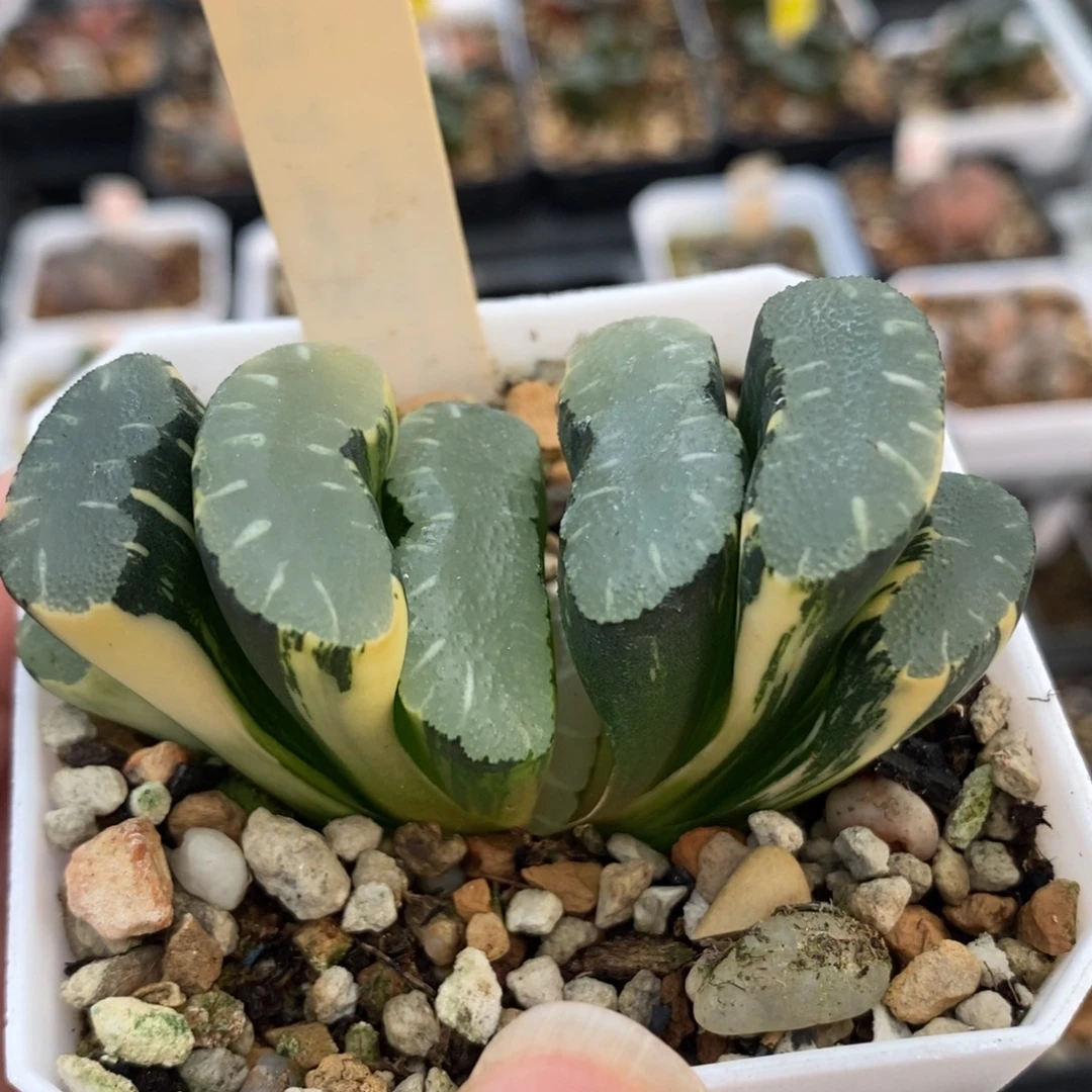 320玄武×终极蓝玉扇锦