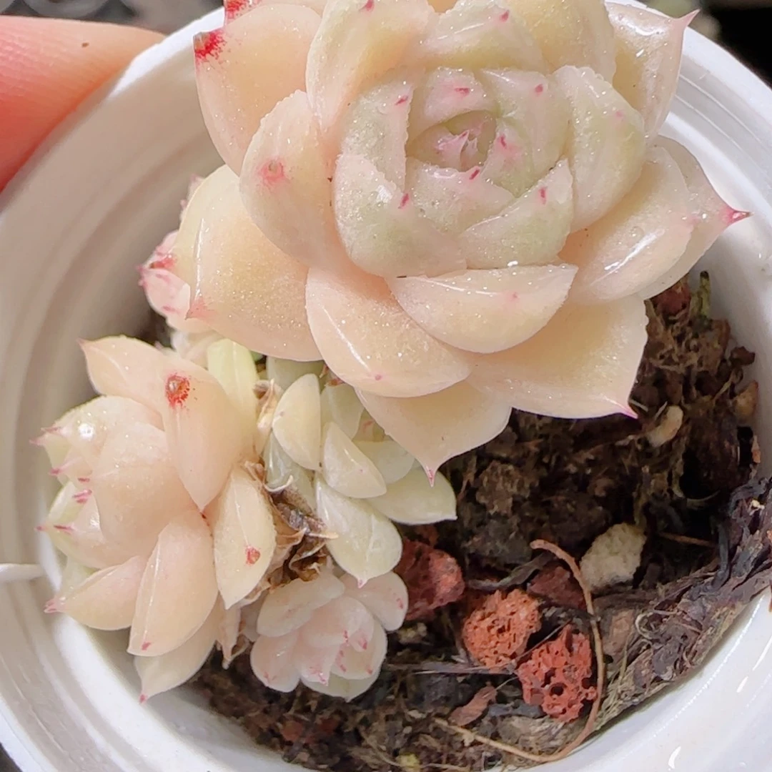 花语多肉1221-27散