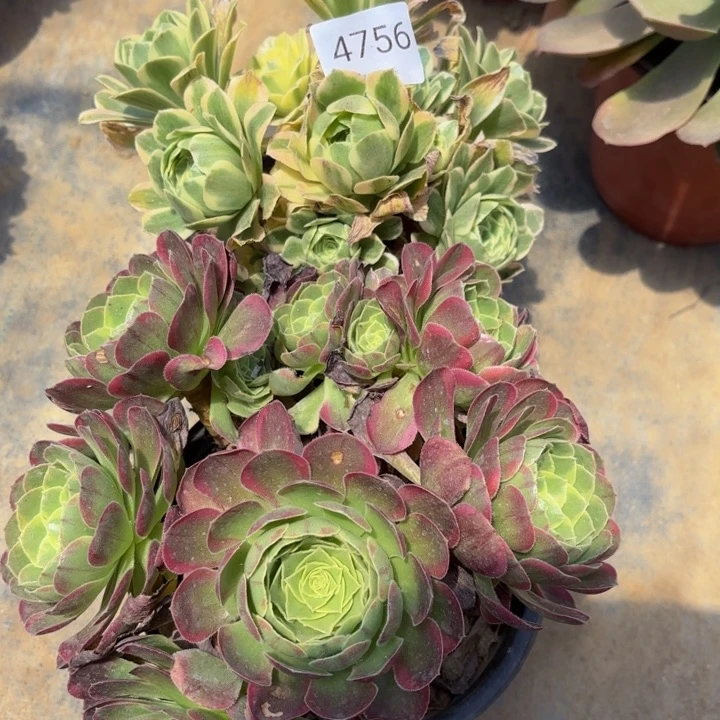 2颗多肉处理不包断头4756