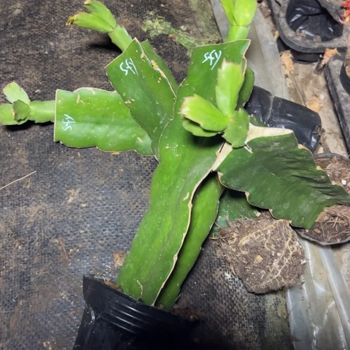 红色索菲亚嫁接瑕疵小破苗一颗无售后10