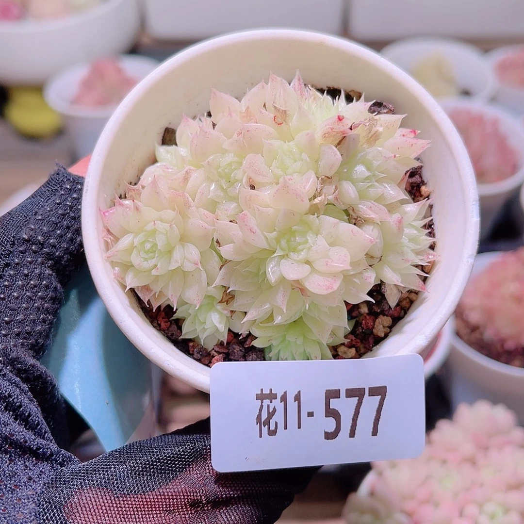 花利美11-577麦秆