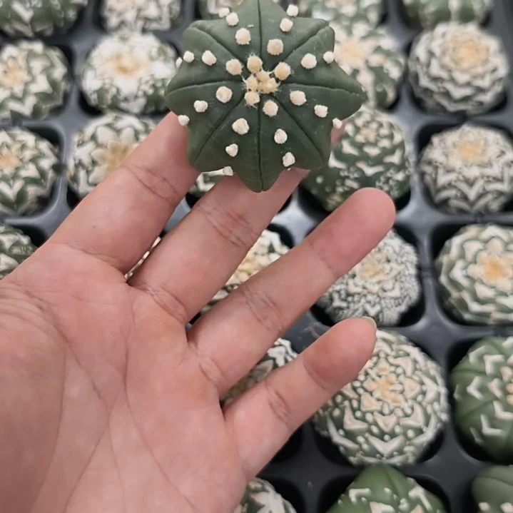 啊***.连you海星指纹琉璃兜兜