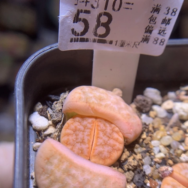 精品生石花多肉310.58拿铁