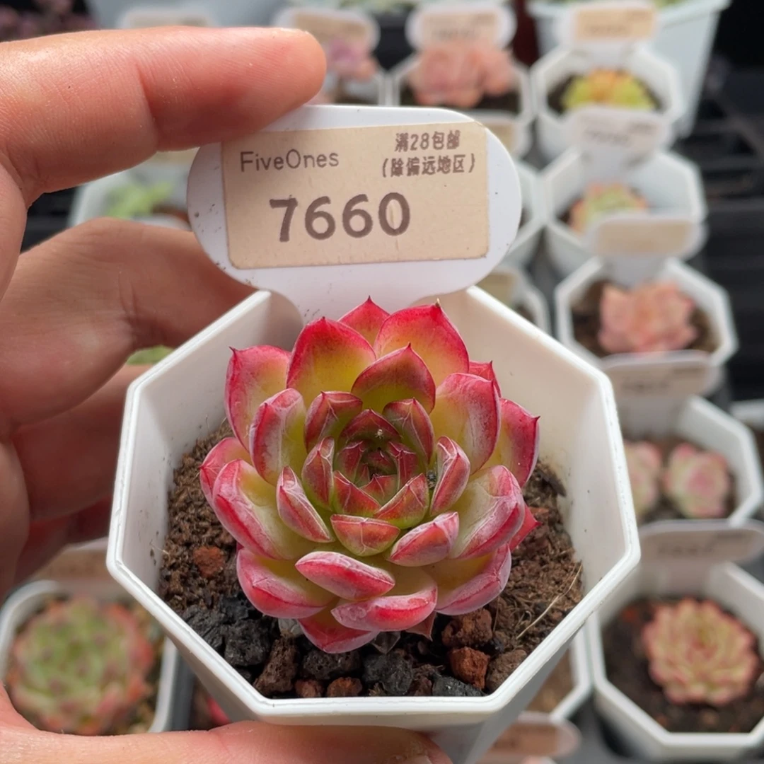 西西里7660-4厘米