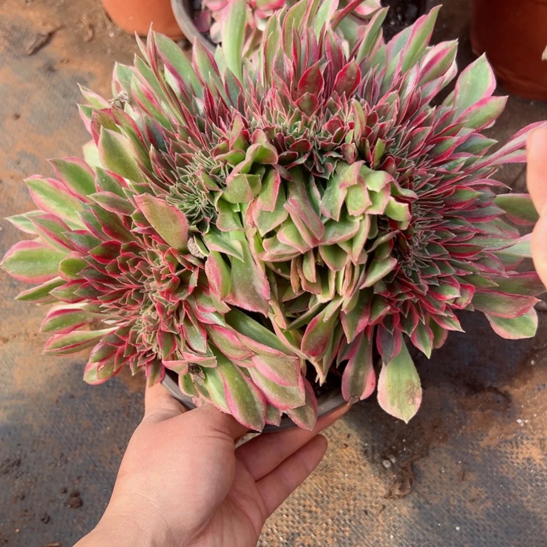 499 号多肉法师植物