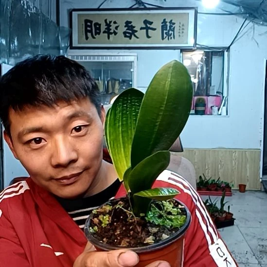 @吉祥鸟49元一盆！！！！