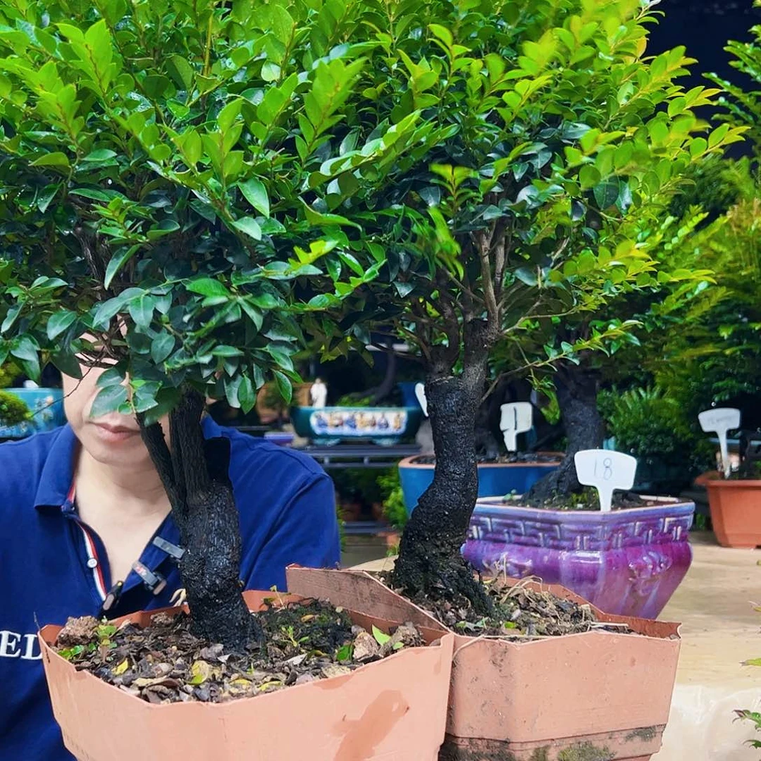 当前无花朵，栽培后可花朵娟**姐