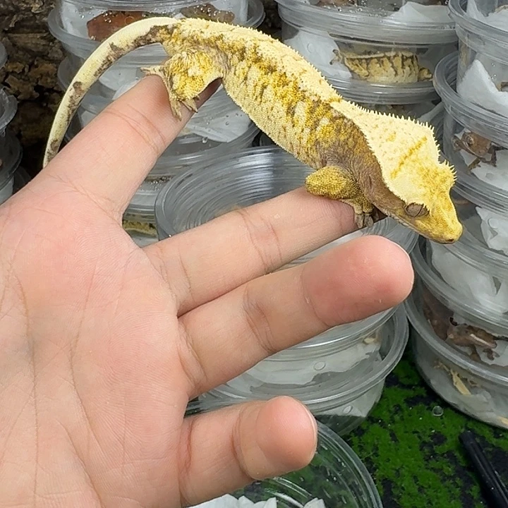 睫角守宫满文奶油公