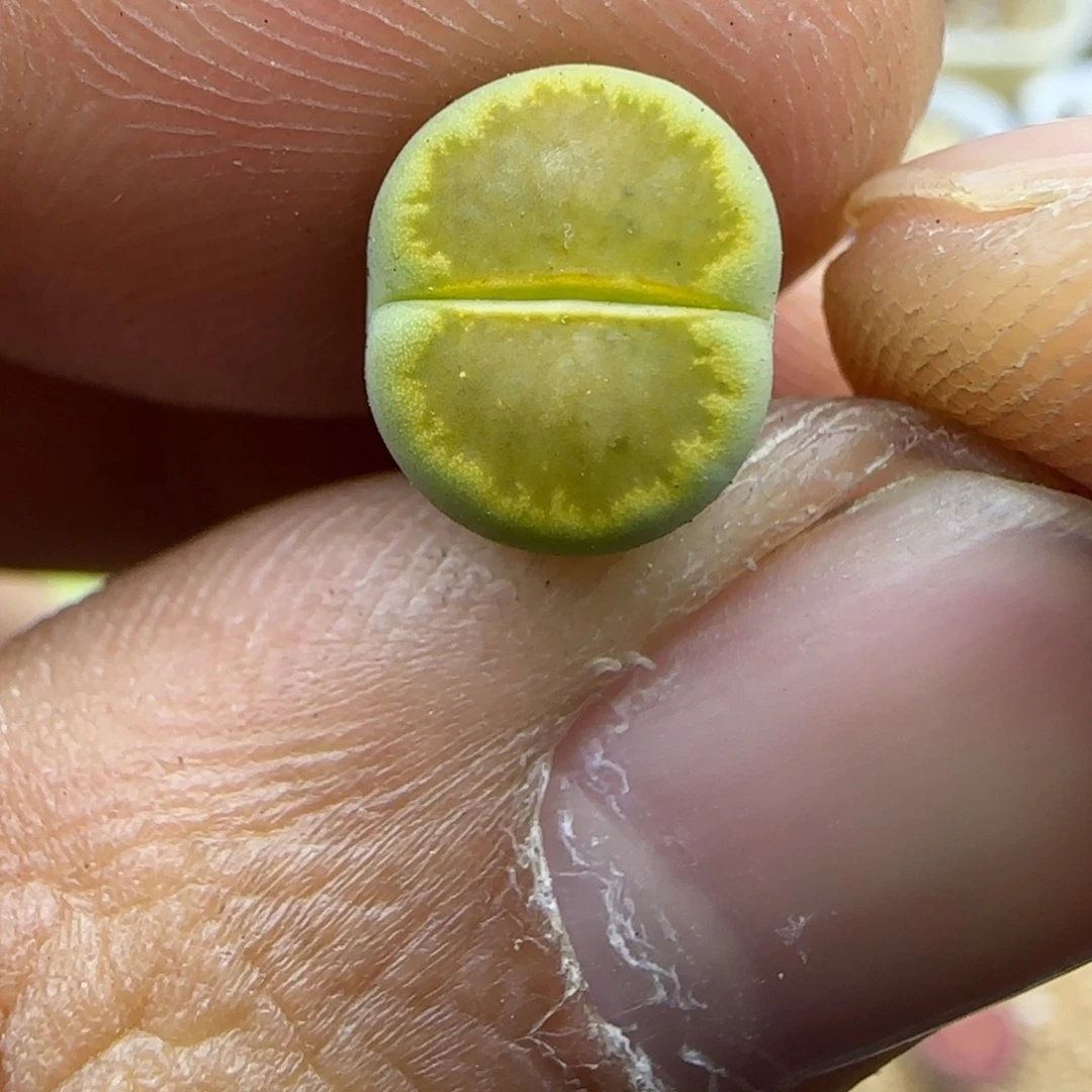 223 生石花大棚直播