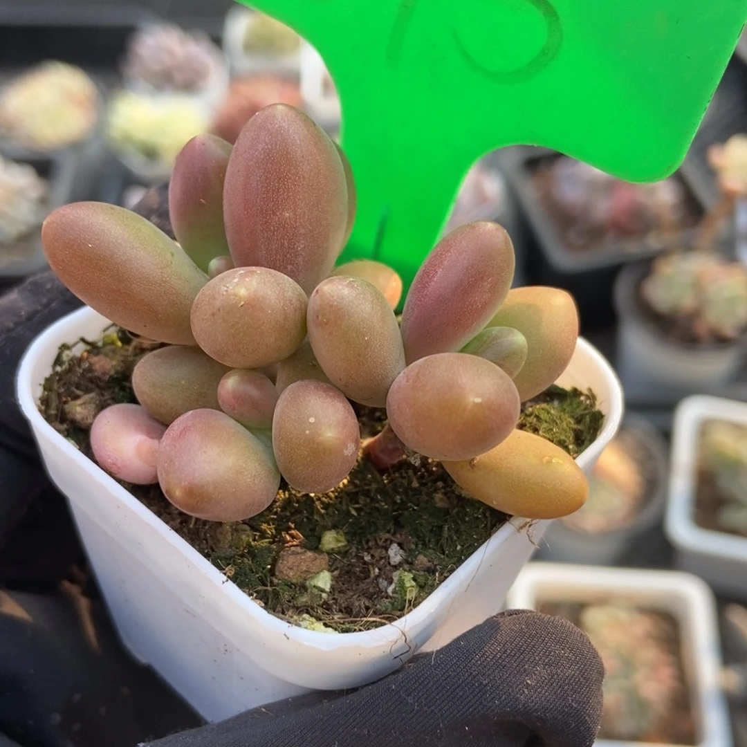 1675芒果美人多肉植物保护