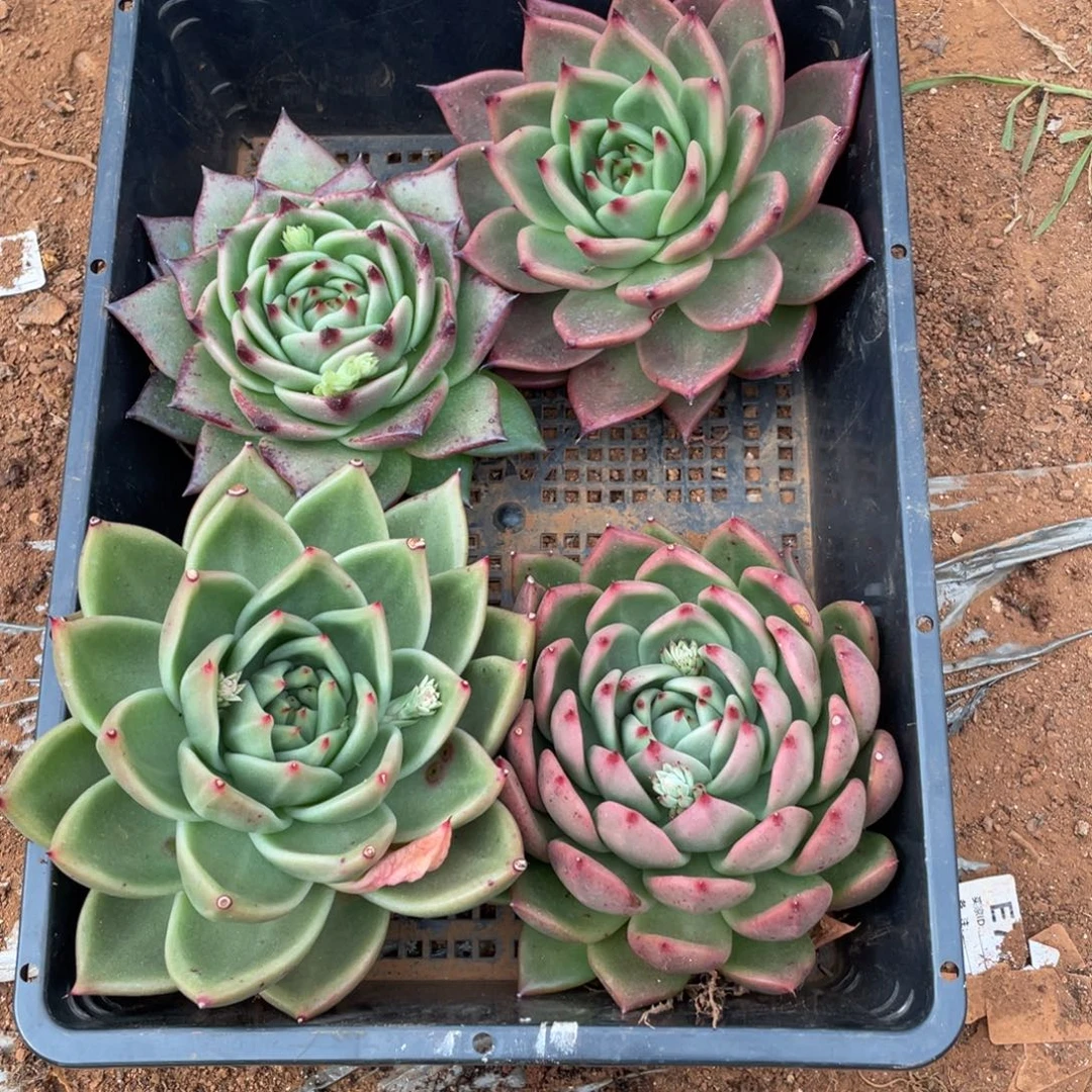无花朵若如东云单拍D525