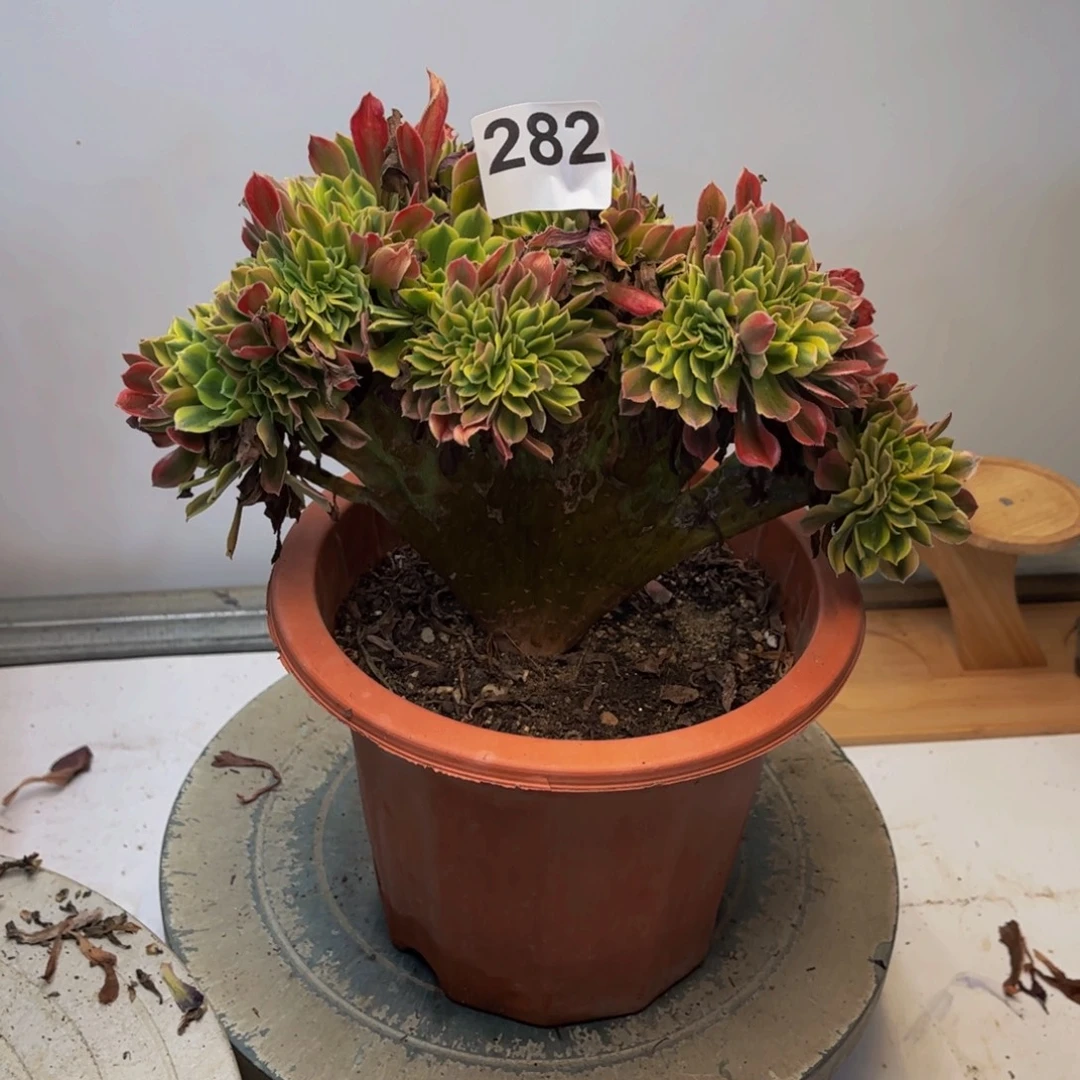 多肉法师洛神缀282